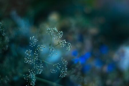 Field forest medicinal herbs on a blurred backgroundの写真素材