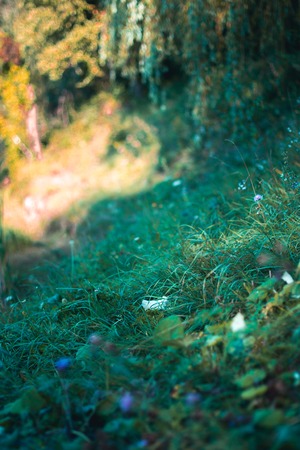 Summer meadow in the sun with blurred backgroundの写真素材