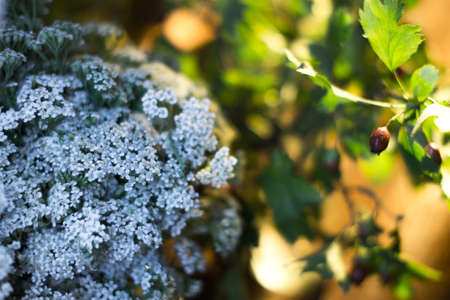 Field forest medicinal herbs on a blurred backgroundの写真素材