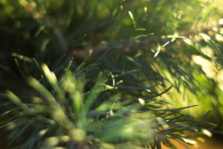 Christmas tree branches in the evening with a blurred backgroundの写真素材
