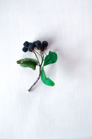 Black chokeberry berries on white background isolateの写真素材