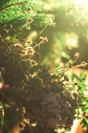 Field summer plants in a glass jar on a blurred backgroundの写真素材