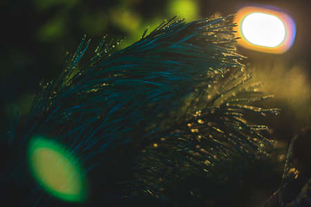 Christmas tree branches in the evening with a blurred backgroundの写真素材