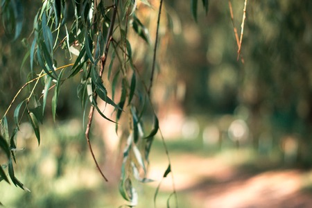 Branches of plants on nature with blurred backgroundの写真素材