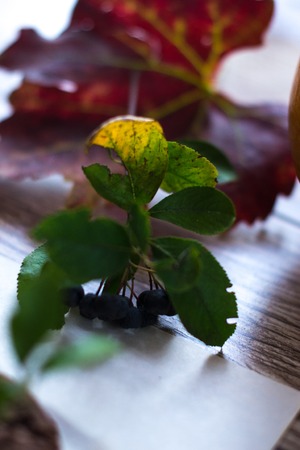 Berries of chokeberry on a wooden autumn backgroundの写真素材