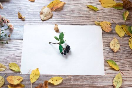 Berries of chokeberry on a wooden backgroundの写真素材