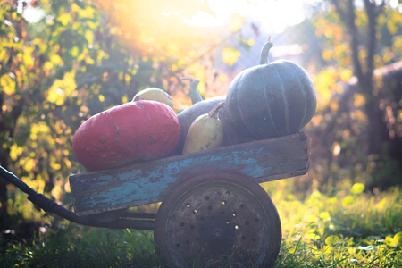 Pumpkins harvest on an old wooden cartの写真素材