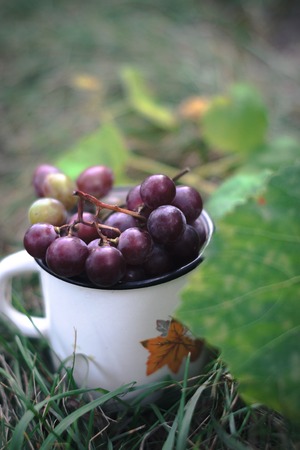 A bunch of grapes in a white mug on the grassの写真素材