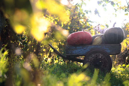 Pumpkins harvest on an old wooden cartの写真素材