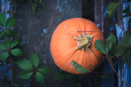 Pumpkin on wooden boards with a blurred backgroundの写真素材
