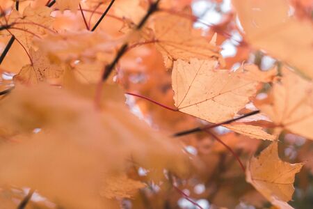 Autumn leaves on nature in autumn day with blurred backgroundの写真素材