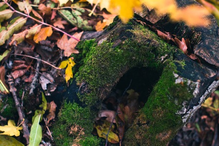 Tree trunk in autumn forest background natureの写真素材