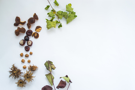 Autumn leaves, nuts and chestnuts on a white backgroundの写真素材