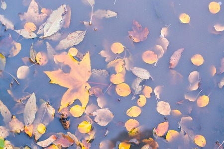 Dry autumn leaves in a puddle. Autumn background