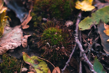 Autumn background. Dry leaves on the ground with a blurred backgroundの写真素材