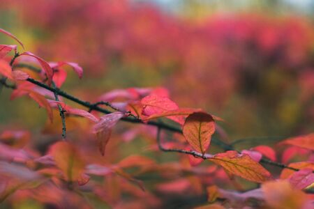 Autumn leaves on nature in autumn day with blurred backgroundの写真素材