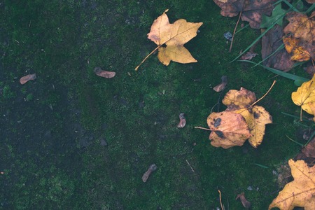Autumn background. Dry leaves on the ground with a blurred backgroundの写真素材