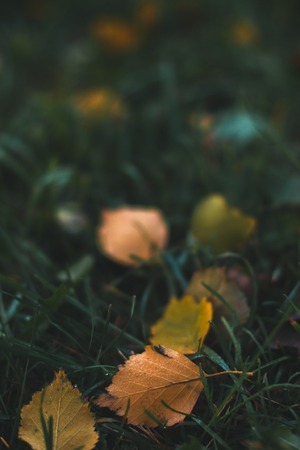 Autumn background. Dry leaves on the ground with a blurred backgroundの写真素材