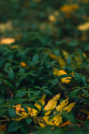 Autumn background. Dry leaves on the ground with a blurred backgroundの写真素材