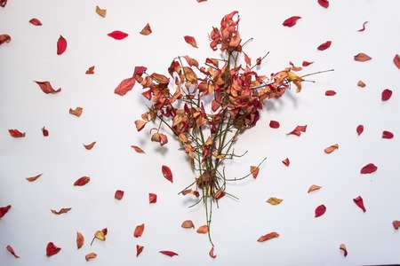 Autumn leaves against white background still lifeの写真素材
