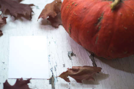 Pumpkin on a natural wooden white background mocapの写真素材