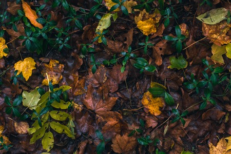 Autumn background. Dry leaves on the ground with a blurred backgroundの写真素材