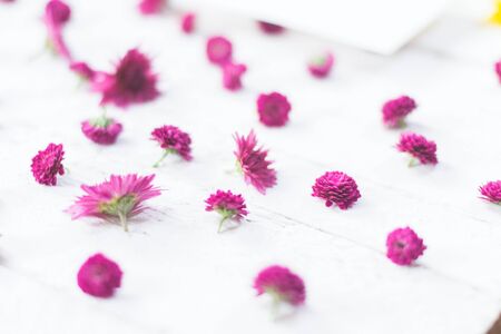 Violet flowers on a white wooden backgroundの写真素材