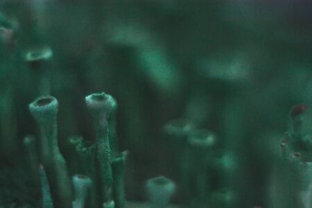 Dry old stump in a moss macro backgroundの写真素材