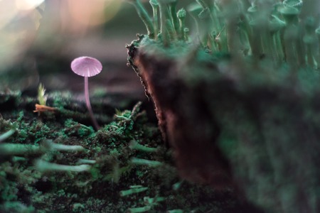 Small mushroom on a stump macro in the forestの写真素材