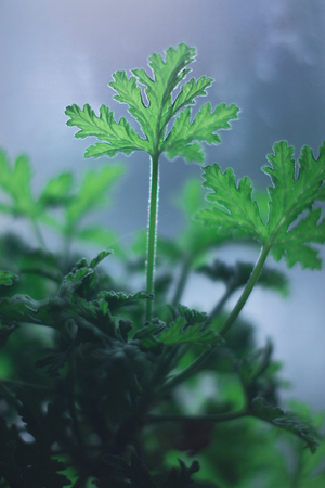 Pot in a pot near the windowの写真素材