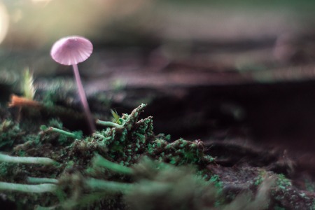 Small mushroom on a stump macro in the forestの写真素材