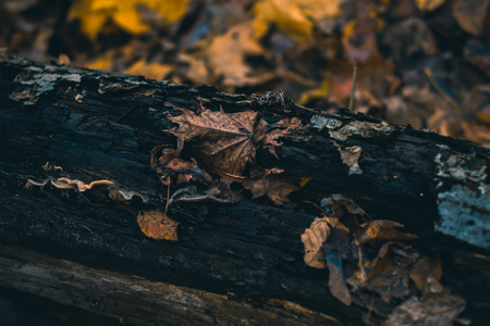 Dry leaves in autumn forest on a blurred backgroundの写真素材