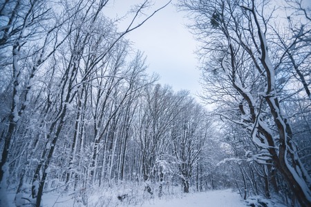 Snow-covered forest on a winter day. Winter trekkingの写真素材