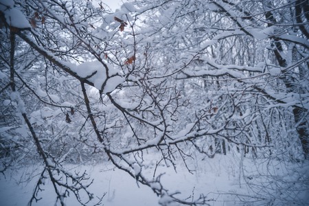 Snow-covered forest on a winter day. Winter trekkingの写真素材