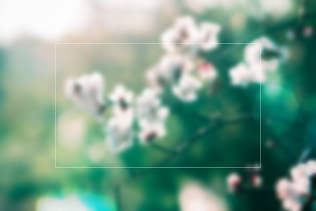 Flowering apricots with space for text conceptの写真素材