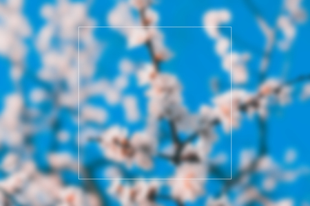 Flowering apricots with space for text concept
