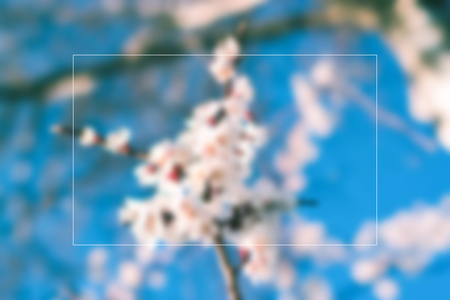 Flowering apricots with space for text concept