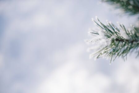 Christmas tree branches in the snow on a winter sunny day with a blurred background