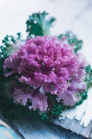 Decorative cabbage on white background still lifeの写真素材