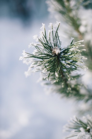 Christmas tree branches in the snow on a winter sunny day with a blurred backgroundの写真素材
