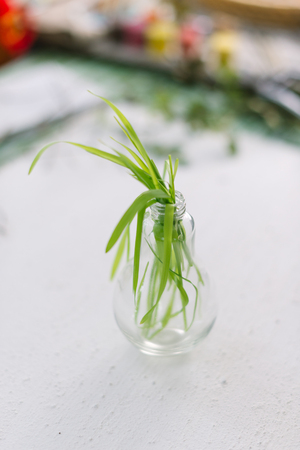 Young stems of green grass in a glass lamp on white.の写真素材