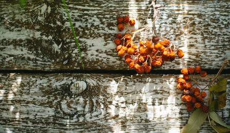 Dry berries of mountain ash on an old wooden backgroundの写真素材