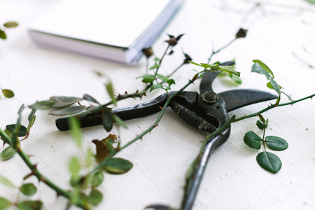 Garden scissors on a white background branches of plants.