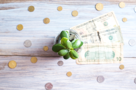 Money tree in a glass jar on a wooden background.の写真素材