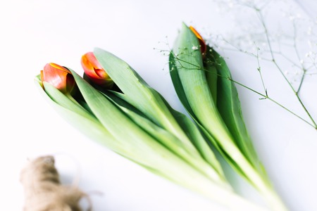 Tulips on a white background with a rope. Isolateの写真素材