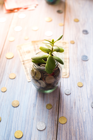 Money tree in a glass jar on a wooden background.の写真素材