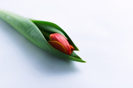 Blossoming tulips on a white background. Isolate, the concept of spring.の写真素材