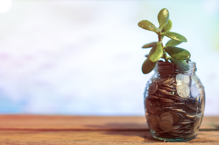 Money tree in a glass jar with coins on a blurred background of nature.の写真素材