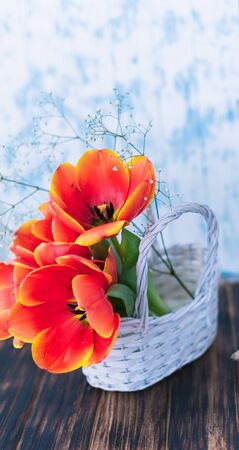 Tulips blooming in a basket on a wooden background.の写真素材