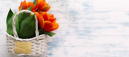 Tulips in a basket on a white wooden background.の写真素材